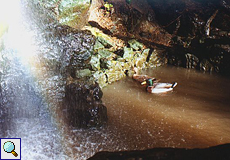 Teich mit Regenbogen und Stockenten (Anas platyrhynchos)