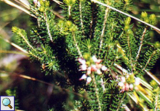 Vielblütige Heide (Heather, Erica multiflora)