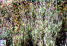 Gezähnter Lavendel (French Lavender, Lavandula dentata), Foto © Walter Gladischefski