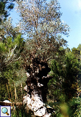 Ölbaum (Olive Tree, Olea europaea)