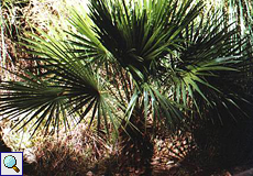 Zwergpalme (Mediterranean Fan Palm, Chamaerops humilis)