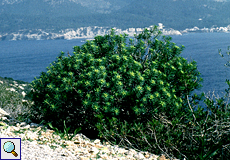 Baum-Wolfsmilch (Tree Spurge, Euphorbia dendroides)