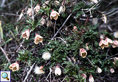 Macchien-Waldrebe (Fern-leaved Clematis, Clematis cirrhosa)