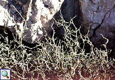 Stechwinde (Prickly Ivy, Smilax aspera), Gebirgsform