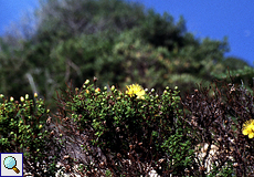 Balearen-Johanniskraut (St. John's Wort, Hypericum balearicum)