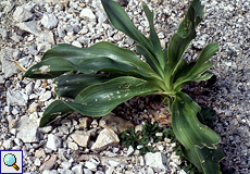 Meerzwiebel (Sea Onion, Urginea maritima)