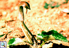 Krummstab (Friar's Cowl, Arisarum vulgare)