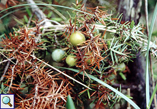 Stechwacholder (Prickly Juniper, Juniperus oxycedrus macrocarpa)
