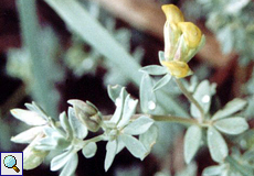 Stacheliger Dornginster (Thorny Broom, Calicotome spinosa)
