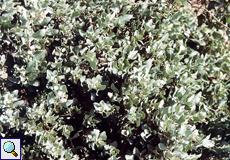 Salzmelde (Salt Bush, Atriplex halimus)