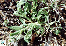 Samtgras (Rabbit Tail Grass, Lagurus ovatus)