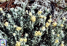 Mittelmeer-Strohblume (Helichrysum rupestre)