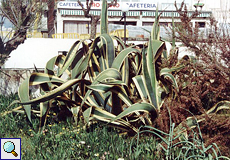 Amerikanische Agave (Centuryplant, Agave americana)