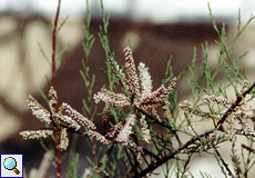 Afrikanische Tamariske (African Tamarisk, Tamarix africana)