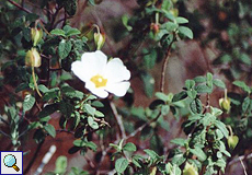 Salbeiblättrige Zistrose (Sage-leaved Rockrose, Cistus salvifolius)