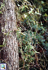 Stechwinde (Prickly Ivy, Smilax aspera), Normalform