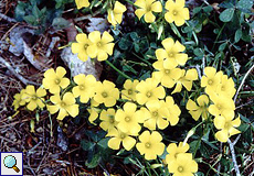 Nickender Sauerklee (Bermuda Buttercup or Sourgrass, Oxalis pes-caprae)