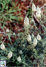 Weiße Resede (White Mignonette, Reseda alba)