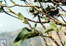 Feigenbaum (Common Fig, Ficus carica)
