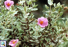 Weißliche Zistrose (Grey-leaved Cistus, Cistus albidus)