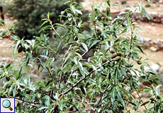 Mandelbaum (Almond Tree, Prunus dulcis)