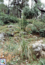 Dissgras (Mauritanian Grass, Ampelodesmos mauritanica)