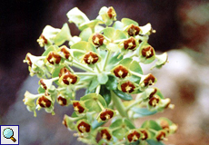 Palisaden-Wolfsmilch (Mediterranean Spurge, Euphorbia characias)