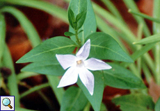 Mittleres Immergrün (Intermediate Periwinkle, Vinca difformis)