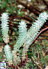 Pithyusen-Wolfsmilch (Sea Spurge, Euphorbia pithyusa)