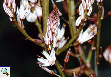 Kleinfrüchtiger Affodill (Common Asphodel, Asphodelus aestivus)