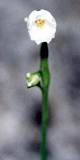 Sommer-Knotenblume (Summer Snowflake, Leucojum aestivum)