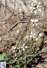 Blasige Rauke (Arugula, Eruca vesicaria sativa)