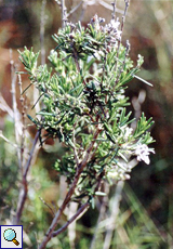 Rosmarin (Rosemary, Rosmarinus officinalis)