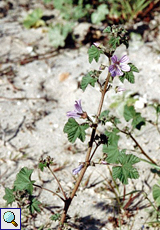 Kretische Strauchpappel (Cornish Mallow, Malva multiflora)