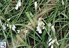 Dreikant-Lauch (Threecorner Leek, Allium triquetrum)
