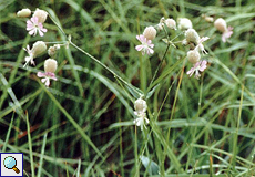 Kegel-Leimkraut (Sand Catch, Silene conica)