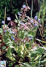 Borretsch (Borage, Borago officinalis)