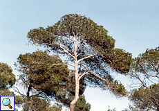 Aleppokiefer (Aleppo Pine, Pinus halepensis), Foto © Walter Gladischefski