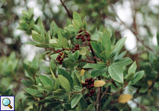 Immergrüner Kreuzdorn (Evergreen Buckthorn, Rhamnus alaternus), Foto © Walter Gladischefski