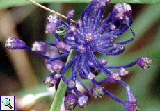 Schopfige Traubenhyazinthe (Tassel Hyacinth, Muscari comosum), Foto © Walter Gladischefski