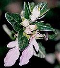 Edel-Gamander (Germander, Teucrium chamaedrys), Foto © Monika Brandstetter