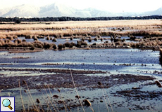 Lagune mit Wasservögeln in S'Albufera