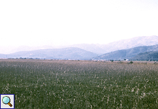 Blick über ein Schilfgebiet in S'Albufera