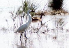 Seidenreiher (Egretta garzetta)