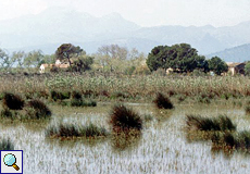 Das Feuchtgebiet S'Albufera