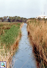 Salzwassermarsch mit einem Kanal