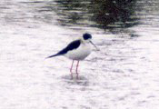 Stelzenläufer (Himantopus himantopus)