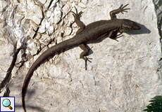 Balearen-Eidechse (Lilford's Wall Lizard, Podarcis lilfordi)