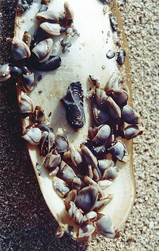 Entenmuscheln (Goose Barnacle, Lepas anatifera)