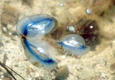 Segelquallen (By-The-Wind Sailor, Velella velella)